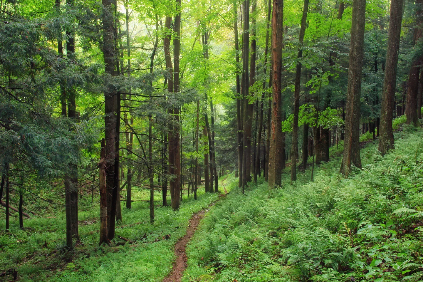 A pretty path
