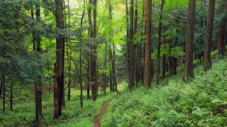 On a Prettier PATH