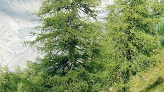git worktree gotchas